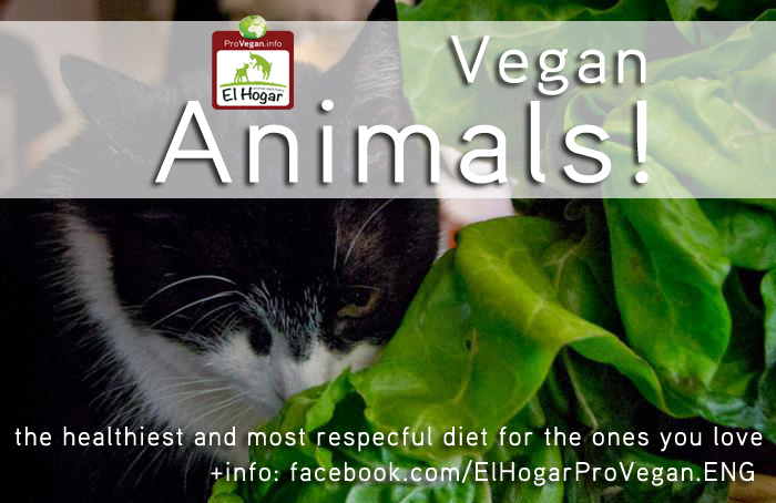 Vegan animlas